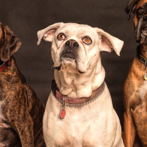 Alimentación canina y felina en Colombia: dieta BARF versus alimentos concentrados