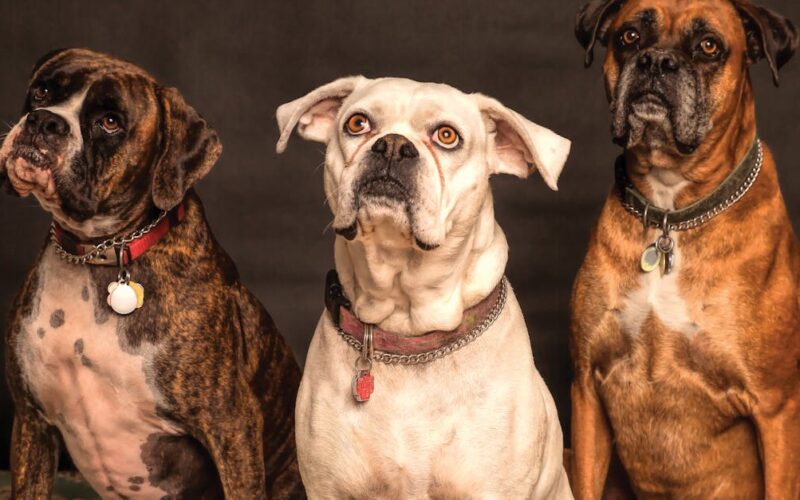 Alimentación canina y felina en Colombia: dieta BARF versus alimentos concentrados